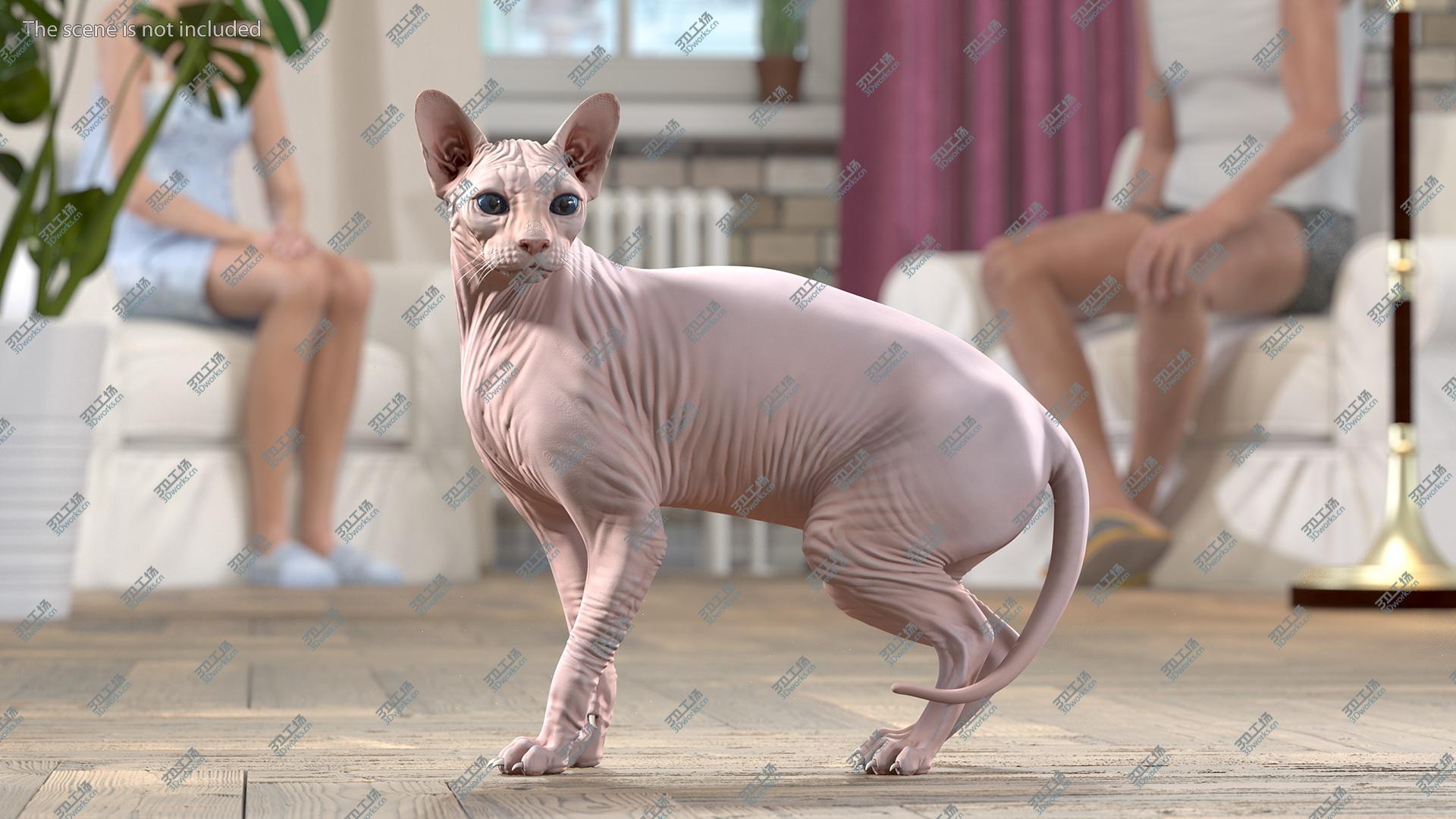 images/goods_img/202104093/3D model Cream Color Sphynx Cat/4.jpg